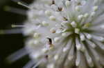 Buttonbush